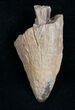 Partial Tyrannosaurid Tooth - Montana #9976-1